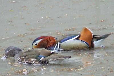 Прикрепленное изображение: mm3.jpg